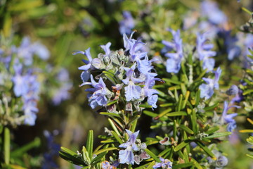 Plant de romarin en fleurs