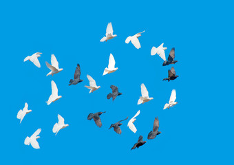 free flying black and white doves