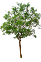 Tree isolated on a white background clipping path