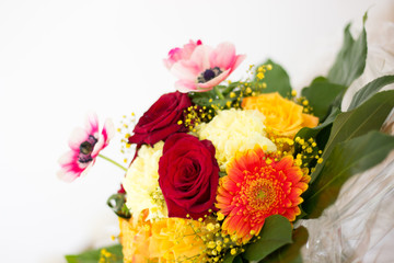 Verschiedene bunte Frühlingsblumen Nahaufnahme