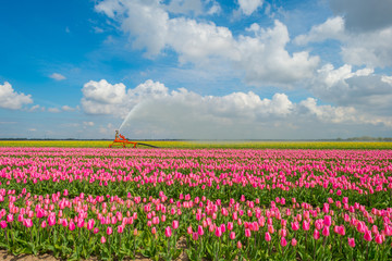 Irrigation of field with tulips in spring