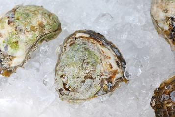 Fresh oysters on ice