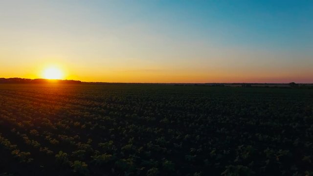 Flying over the lield at Sunset