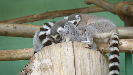 Lemurs went at each other and resting. Lemurs eyes closed sleeping on wooden deck