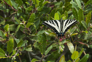 Zebra Butterfly