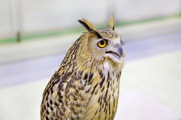 Eagle Owl/An eagle owl