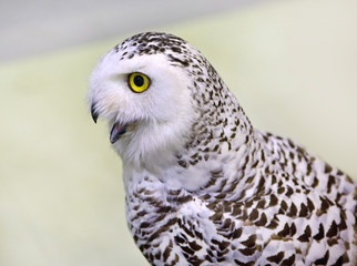 White eagle Owl/An eagle owl