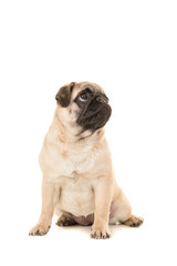 Obraz premium Cute sitting young pug dog looking up isolated on a white background