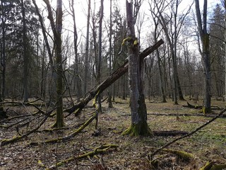 Puszcza. Białowieża © michalsen