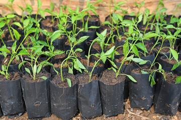 Small chilli plant in black plastic bag