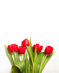 tulips on the light background