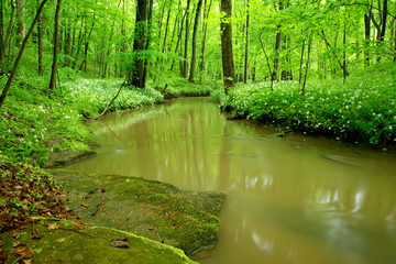 Ein Schmaler Bach schlängelt sich durch dichten grünen Wald im Frühling, Bärlauch blüht