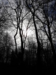 Ciemny las