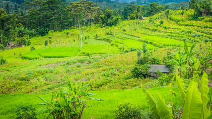 Fototapeta na wymiar Lush green Rice tarrace in Sidemen. Bali, Indonesia