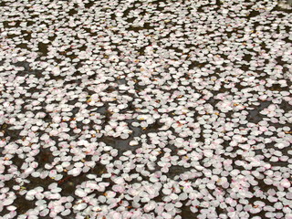 水に浮く桜の花弁