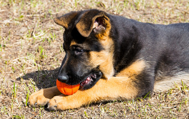 German shepherd dog playing with ball