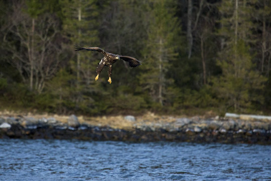 White tailed sea eagle Flatanger Tr&Atilde;&cedil;ndelag Norway Europe