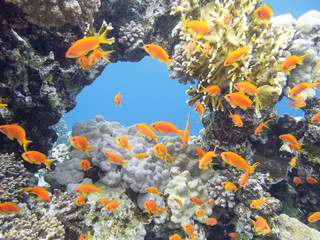 Fototapeta na wymiar Coral reef with exotic fishes Anthias in tropical sea, underwater