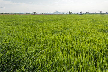 Rice paddy in front of Iko Mountain, Petchaburi, Thailand