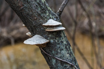 Tree Bark Trunk with Mushrooms Forest Closeup.