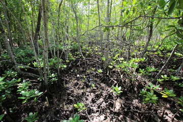 Mangrove Habitat, Curieuse Island, Seychelles, Indian Ocean / Coastal lowlands are not eroded because of mangrove forests protect them.