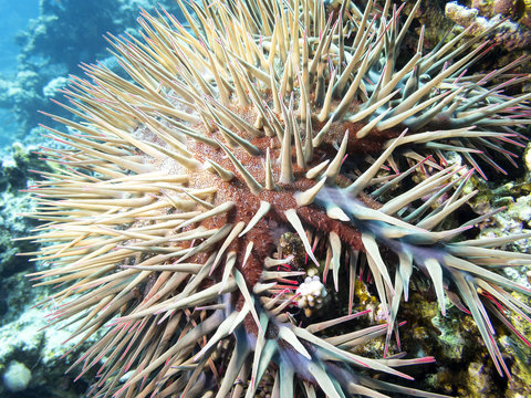 Crown of thorns starfish at the bottom of tropical sea, underwater.