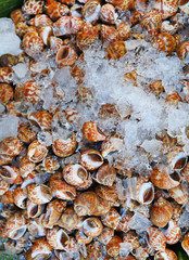 Fresh Spiral babylon snail with ice at market