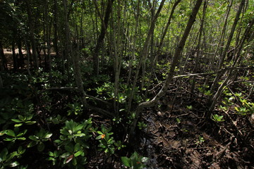Mangrove Habitat, Curieuse Island, Seychelles, Indian Ocean / Coastal lowlands are not eroded because of mangrove forests protect them.
