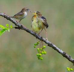 Zitting Cisticola feeding her babies