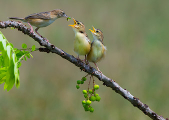 Zitting Cisticola feeding her babies