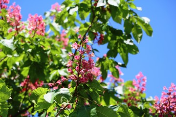 Fototapeta premium Red horse chestnut blooming in spring