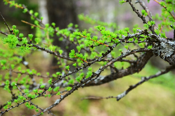 Larch branch in spring