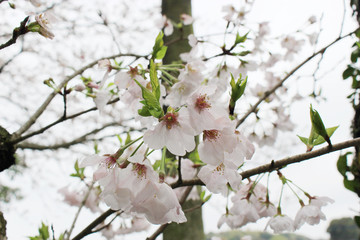薄桃色の桜の花