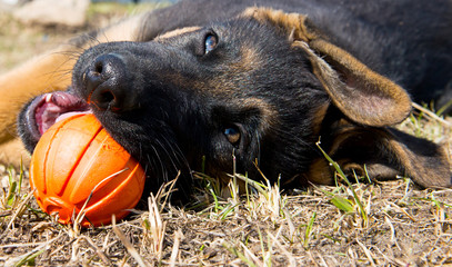 German shepherd dog playing with ball