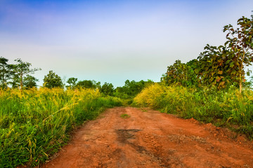 Fototapeta na wymiar Dirt way to the forest surrounding with green plant over the blue sky at Kao Kor, Thailand