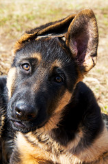 German shepherd puppy