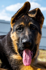 German shepherd puppy