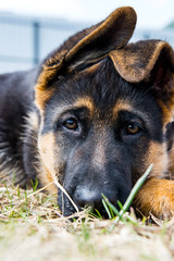 German shepherd puppy