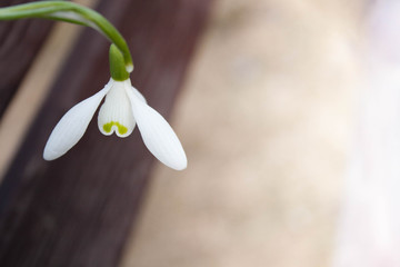 white snowbell closeup on blurred grey background, free space, clear simplicity spring mood