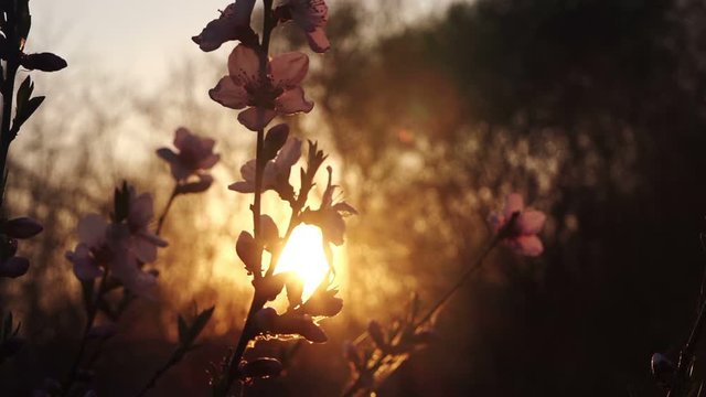 Pink peach tree blossom, fruit orchard in spring sunset