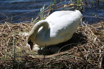 White swan has many eggs in the nest, spring in Sesto Calende Italy 