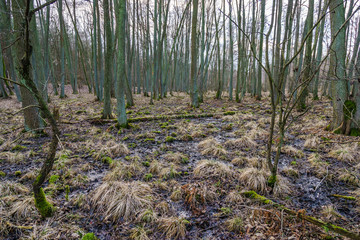 swamp in the forest