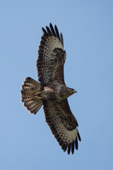 Common Buzzard, Buteo buteo 