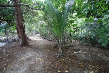 Tropical Vegetation of Curieuse Island close Praslin, Seychelles, Indian Ocean, Africa