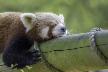 Papier Peint photo autocollant Panda Close up of a red panda sleeping. Exhausted cute animal