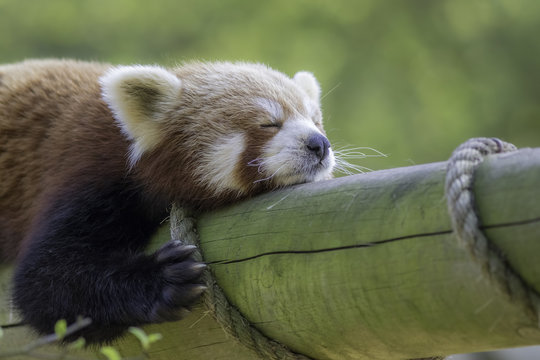 Fototapeta Close up of a red panda sleeping. Exhausted cute animal