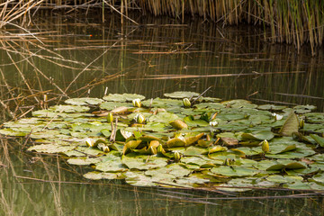 kleiner See inmitten der Natur