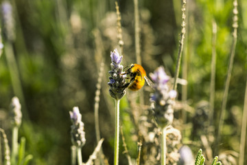 abeille qui butine une fleur 