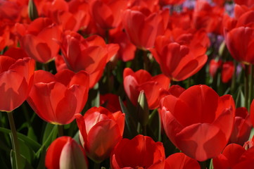 
Spring. Red tulips blossomed under the rays of the spring sun in the city park. Nature.