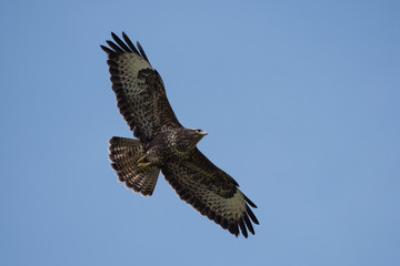Common Buzzard, Buteo buteo 